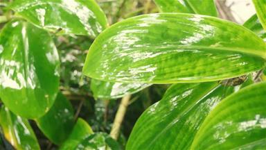 下降季风雨绿色植物叶雨滴叶子湿水湿透了雨美丽的多雨的季节关闭自然背景设计视频镜头多雨的一天雷声声音效果
